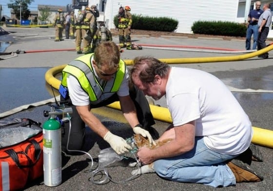 These two fireman give oxygen to a cat they rescued from a fire.