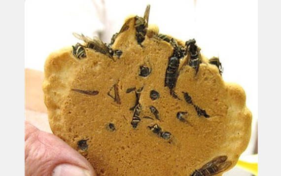 Wasp Crackers