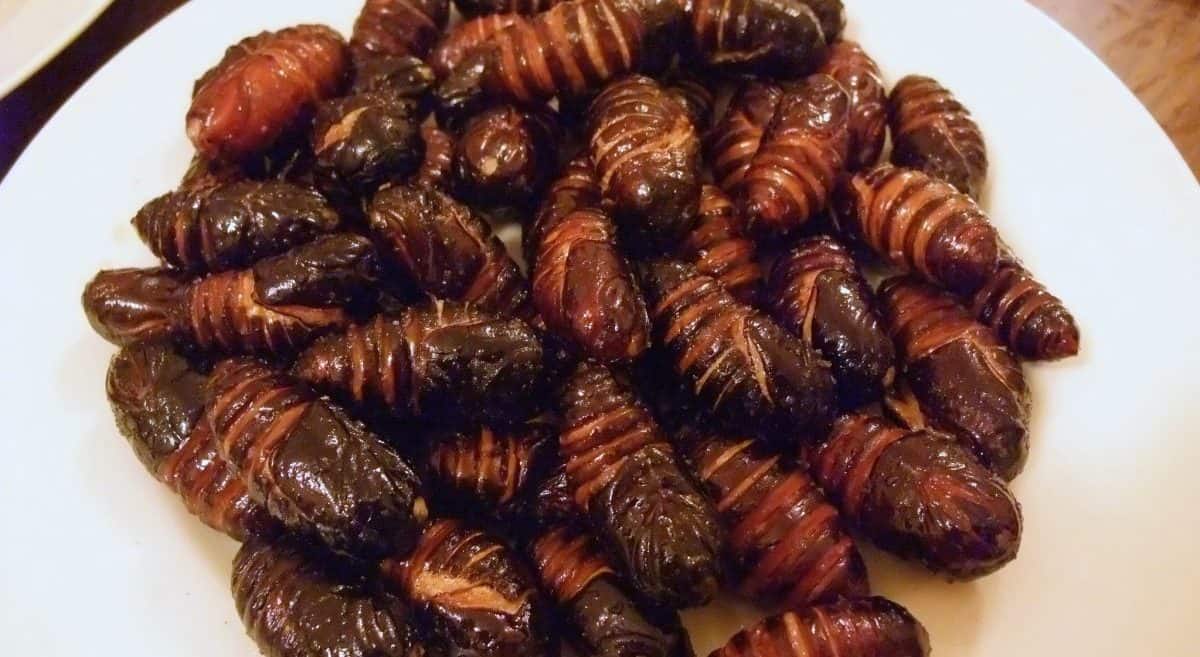 Silkworms