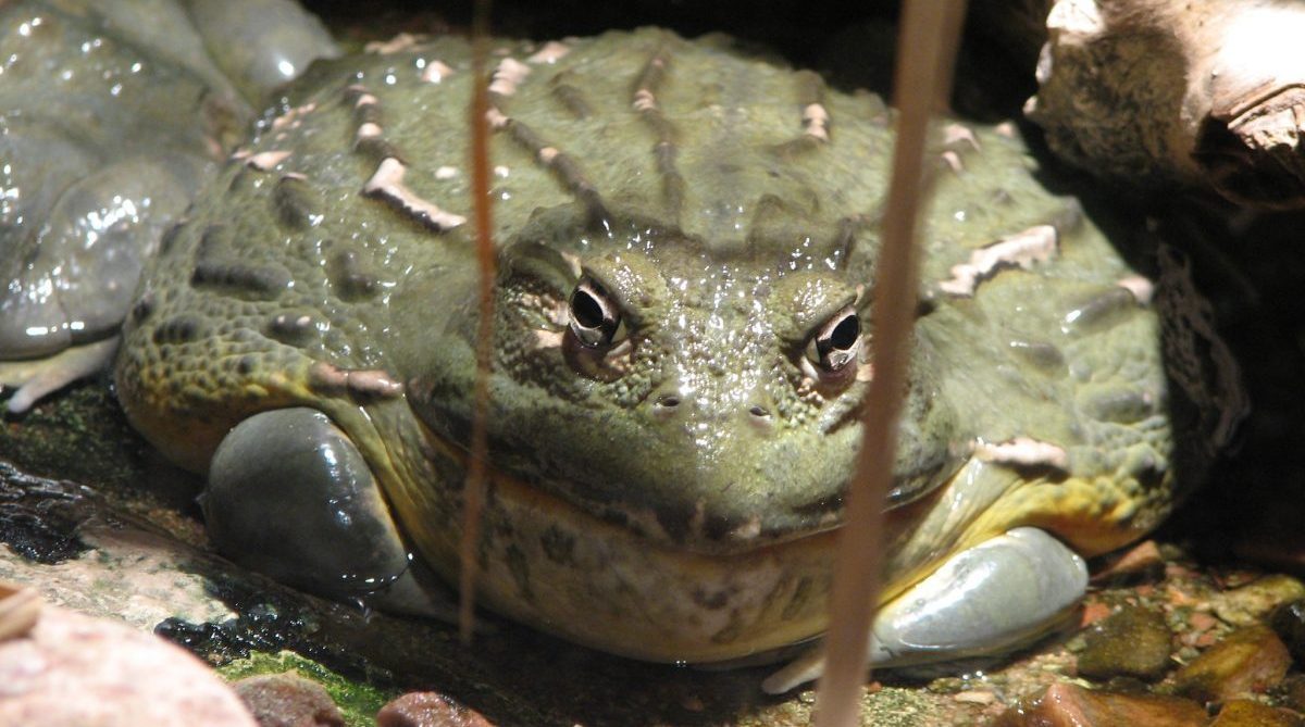 Giant Bullfrogs