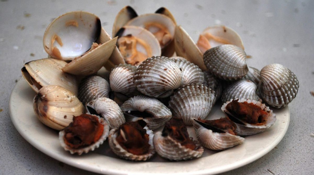 Blood Clams