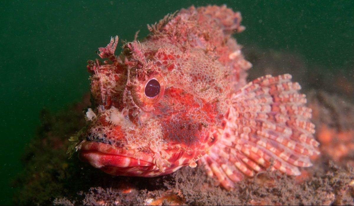 Red Scorpionfish