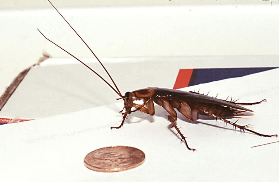 Cockroach milk