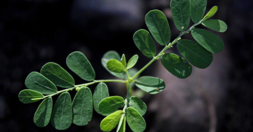 phyllanthus-amarus