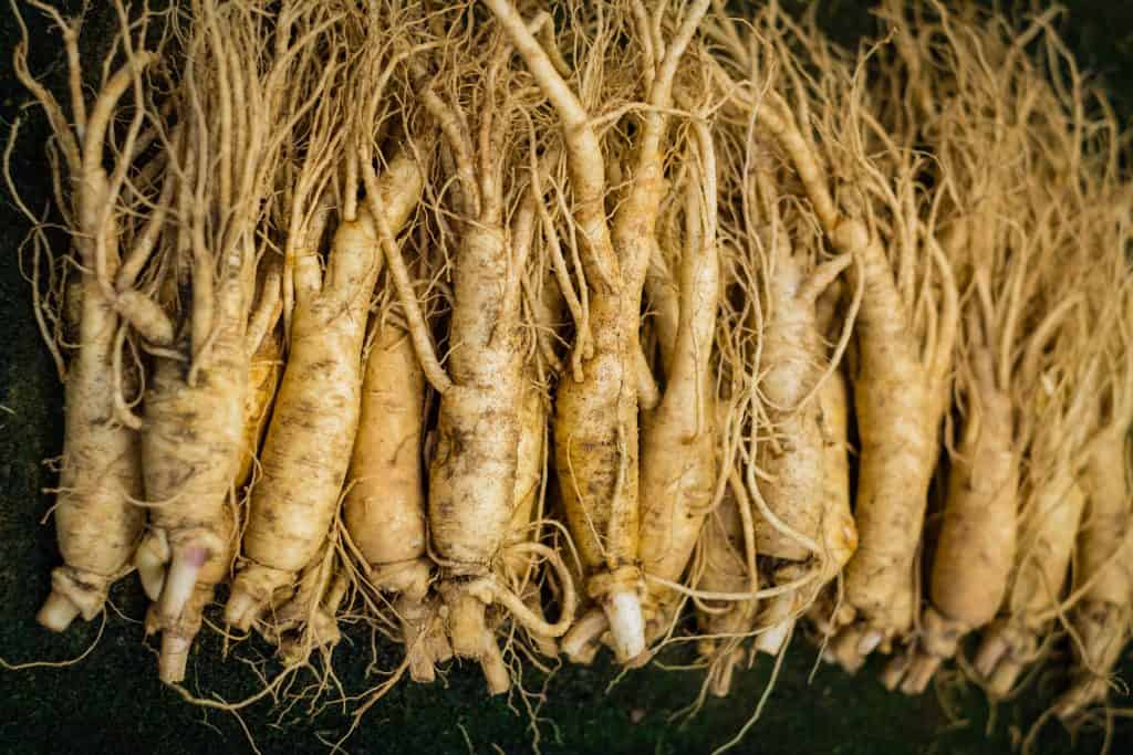 korean-ginseng