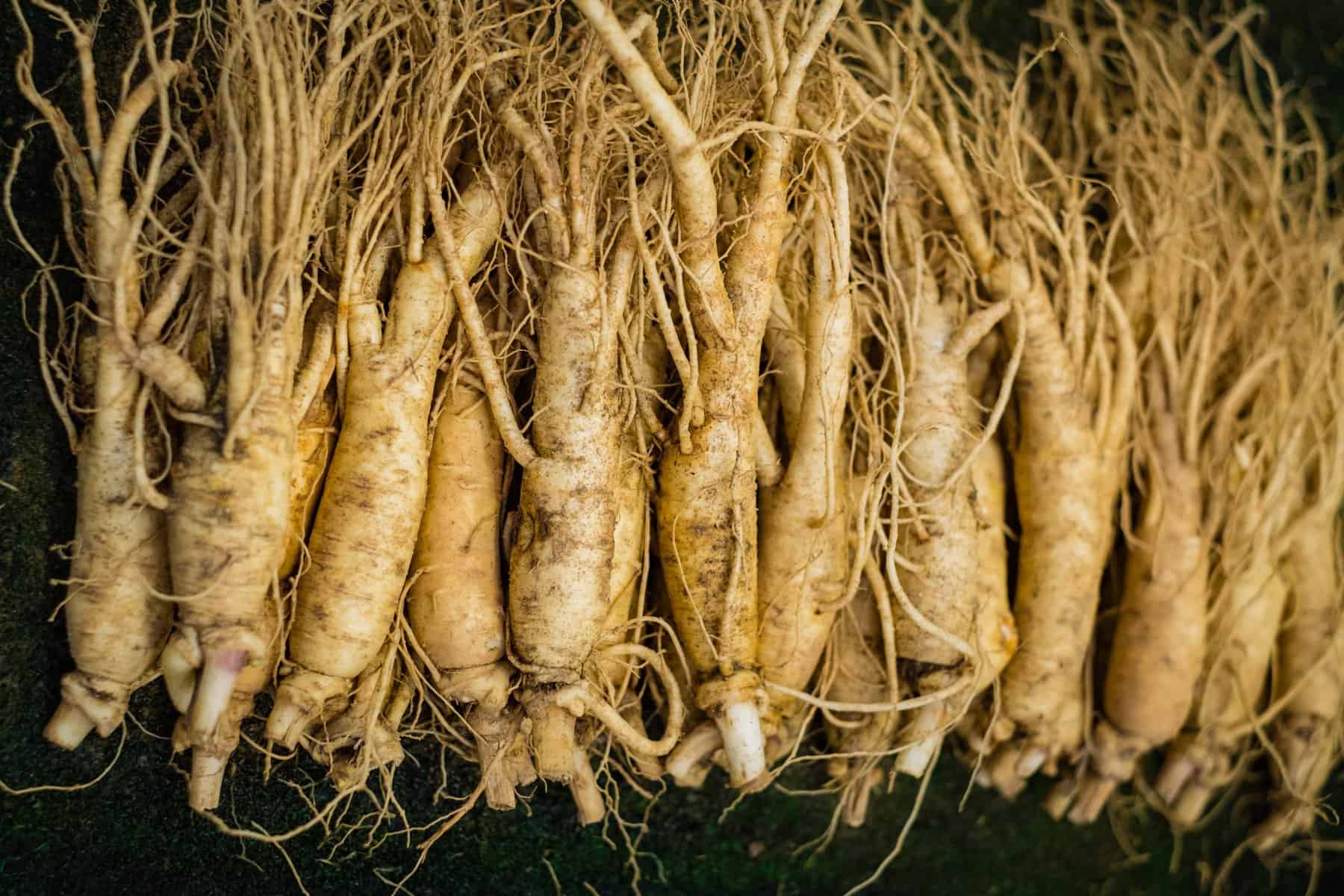 korean-ginseng