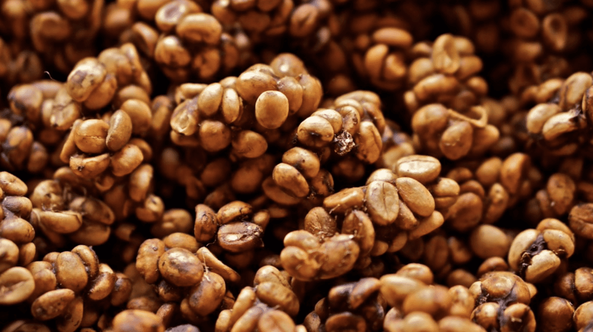 Kopi Luwak