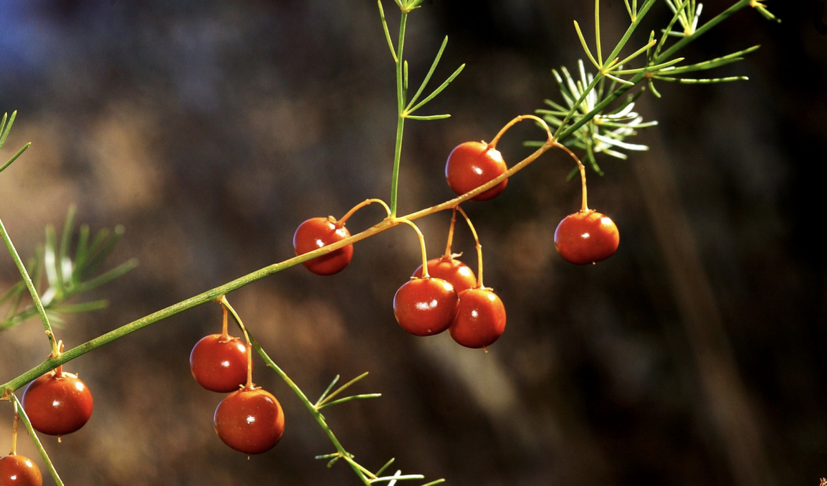 Asparagus Berries