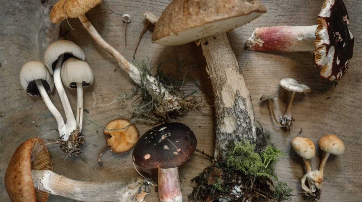 Mushrooms