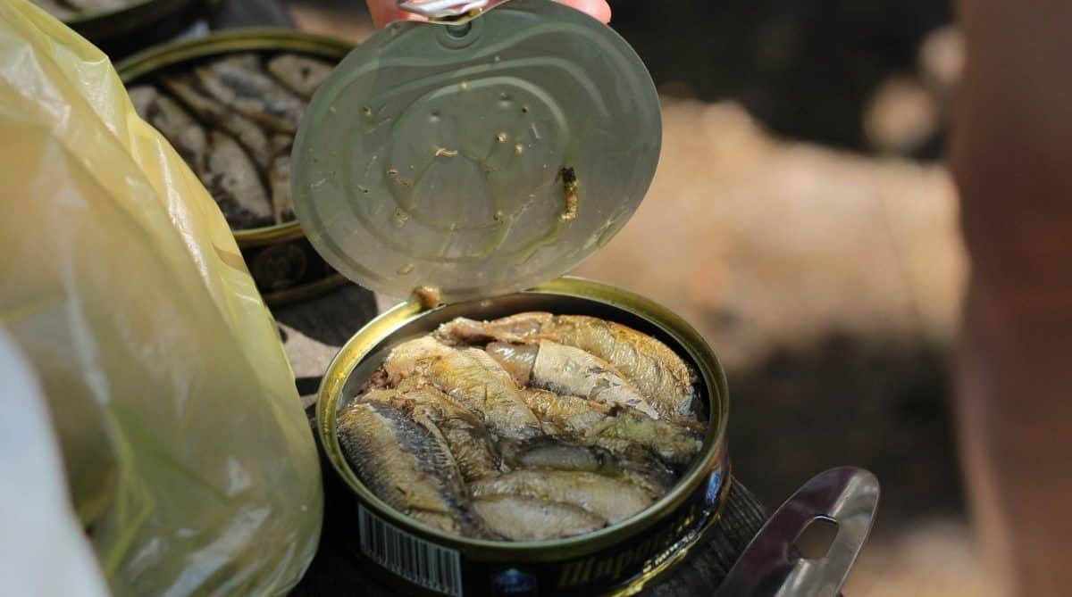 Canned Tuna