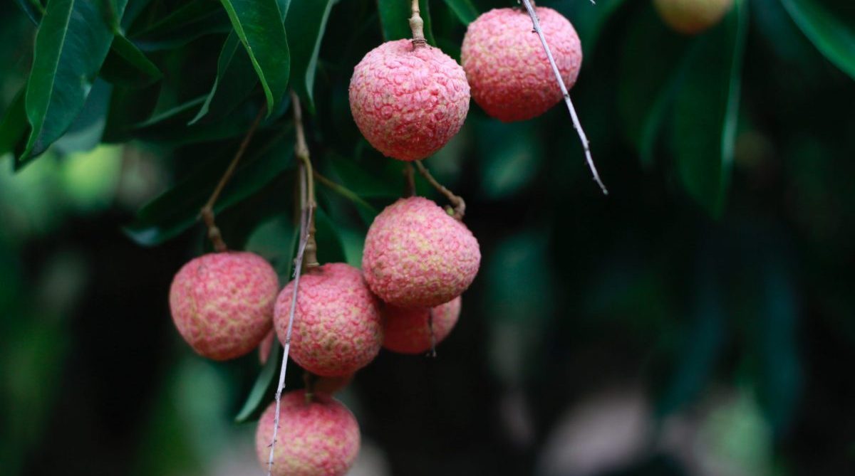 Lychee