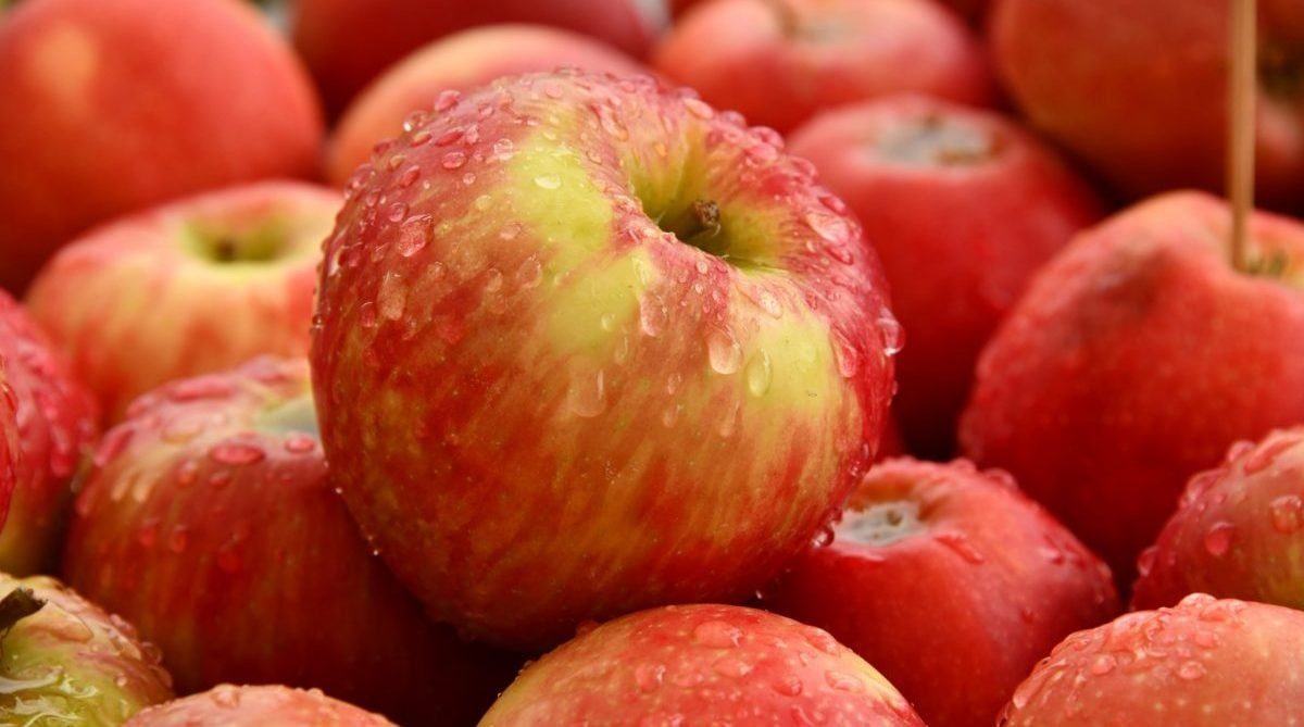 Apples