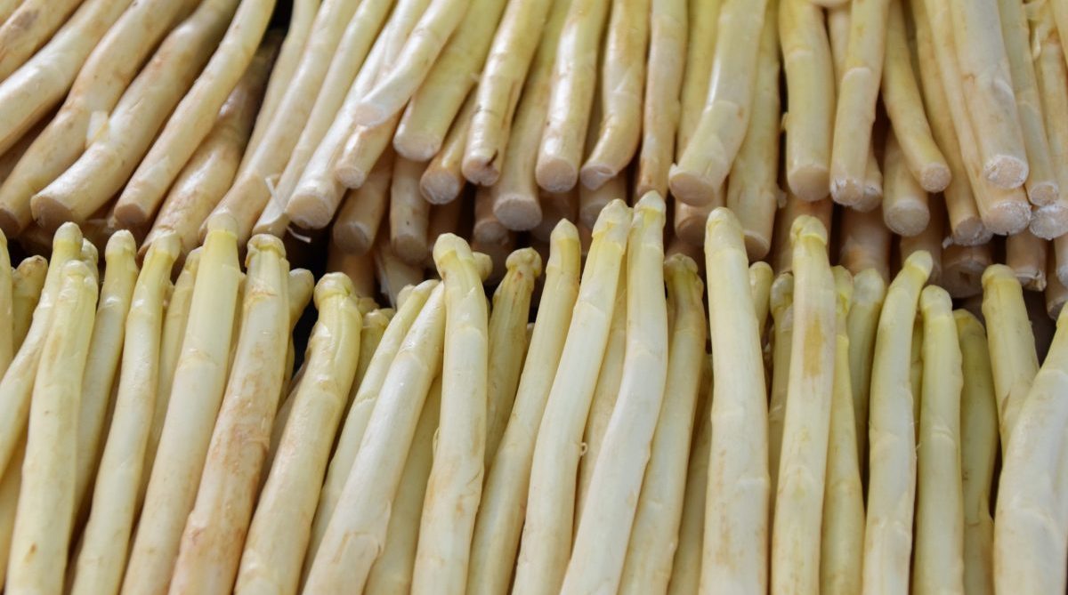 Bamboo Shoots