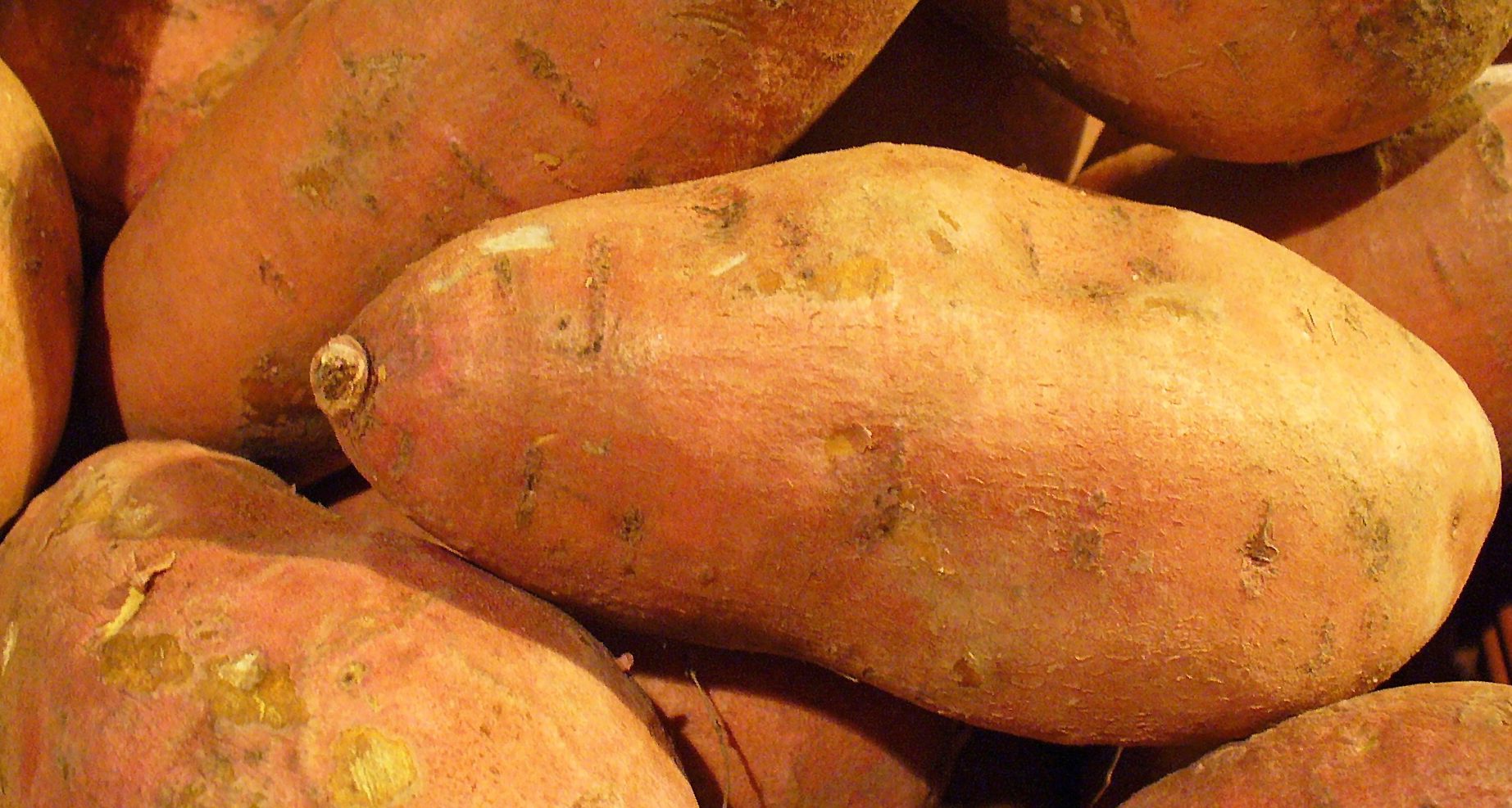 ipomoea_batatas_006