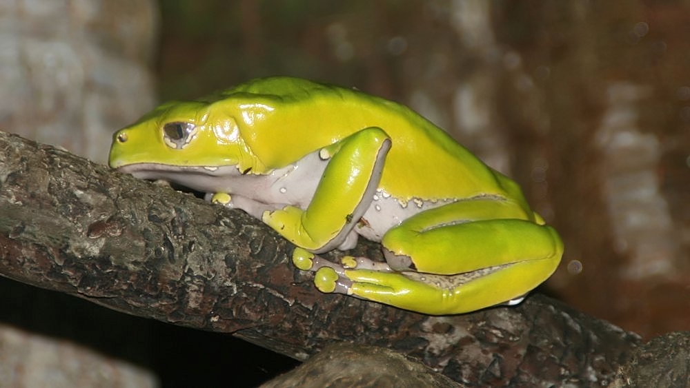 Giant monkey frog