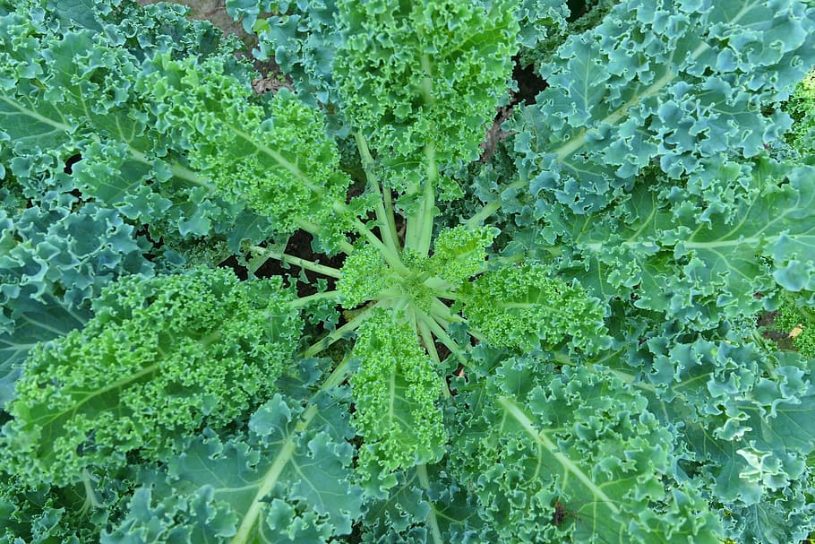 kale-a-vegetable-garden-healthy-green-vegetables