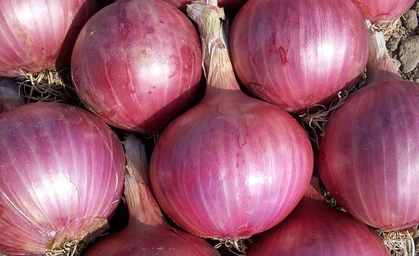 onion-vegetables-power-nature