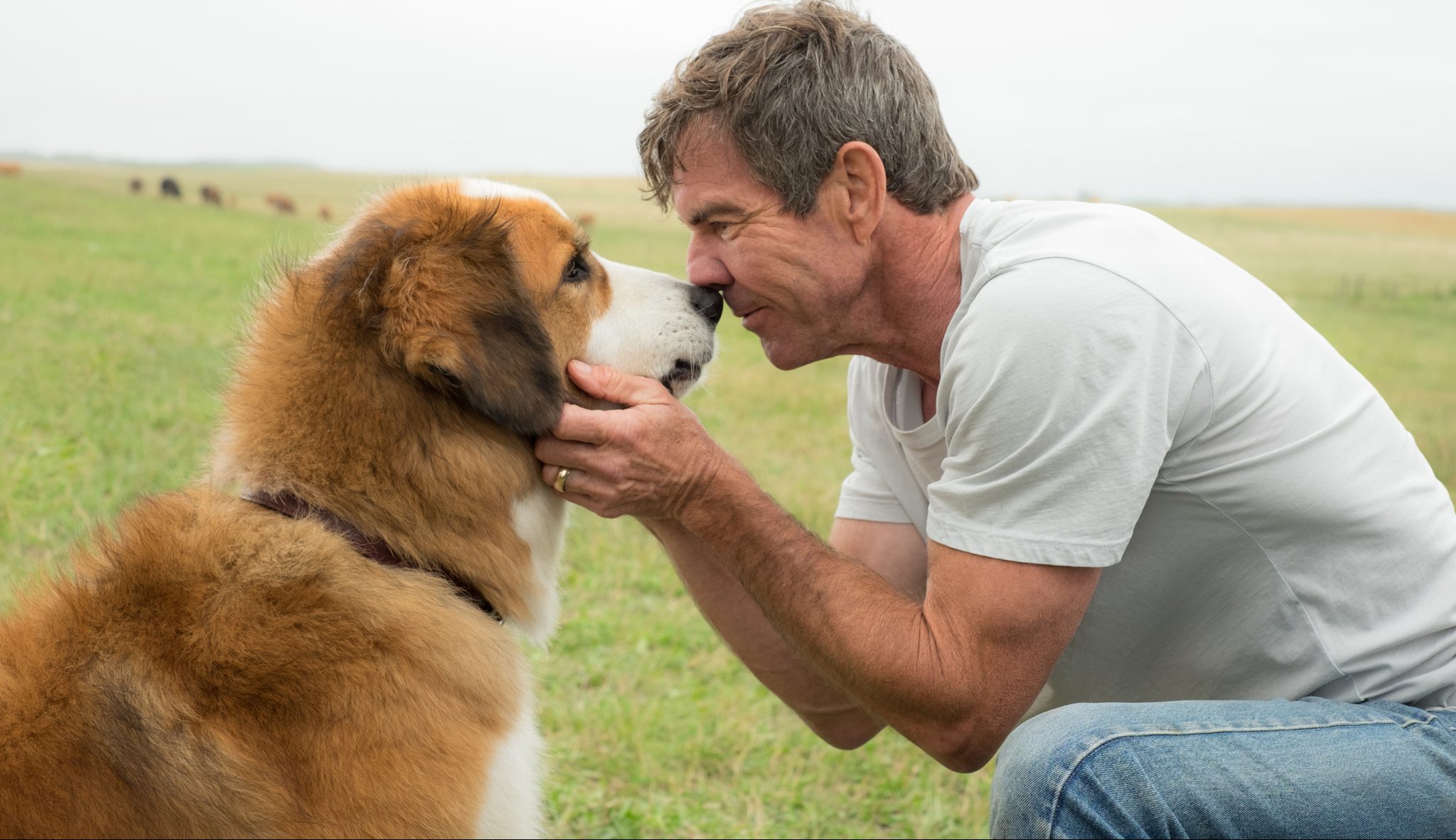 a-dogs-purpose