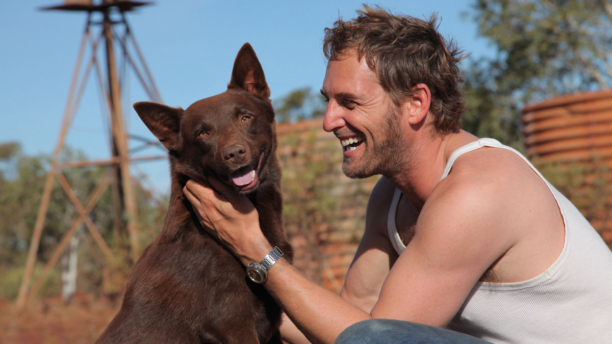 red-dog-1200-1200-675-675-crop-000000