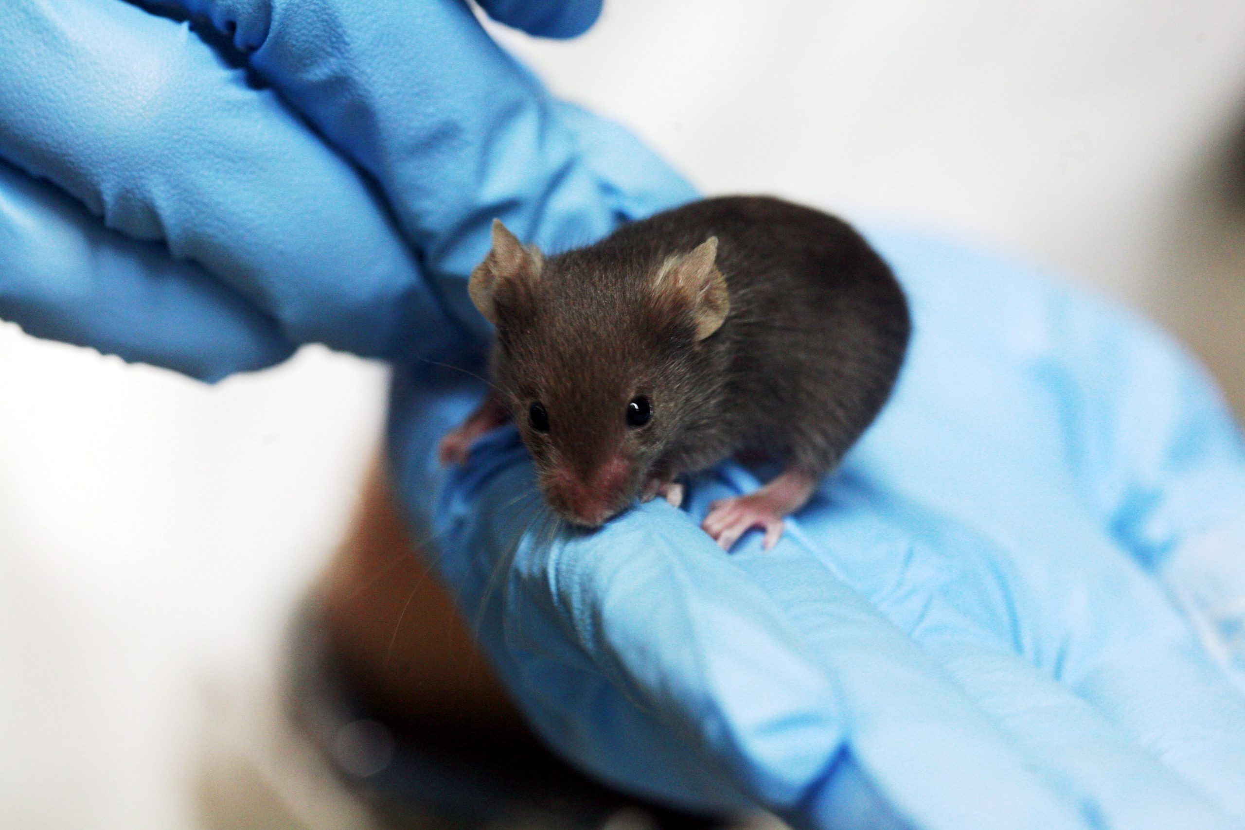lab_mouse_mg_3213