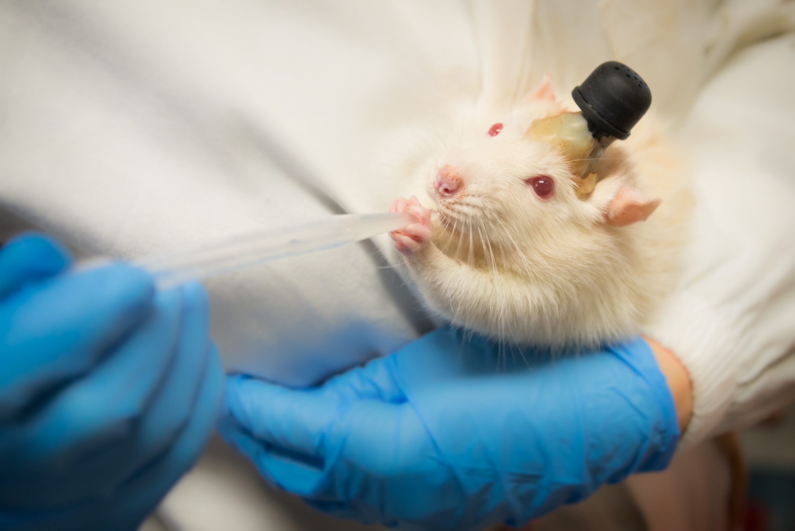 laboratory_rat