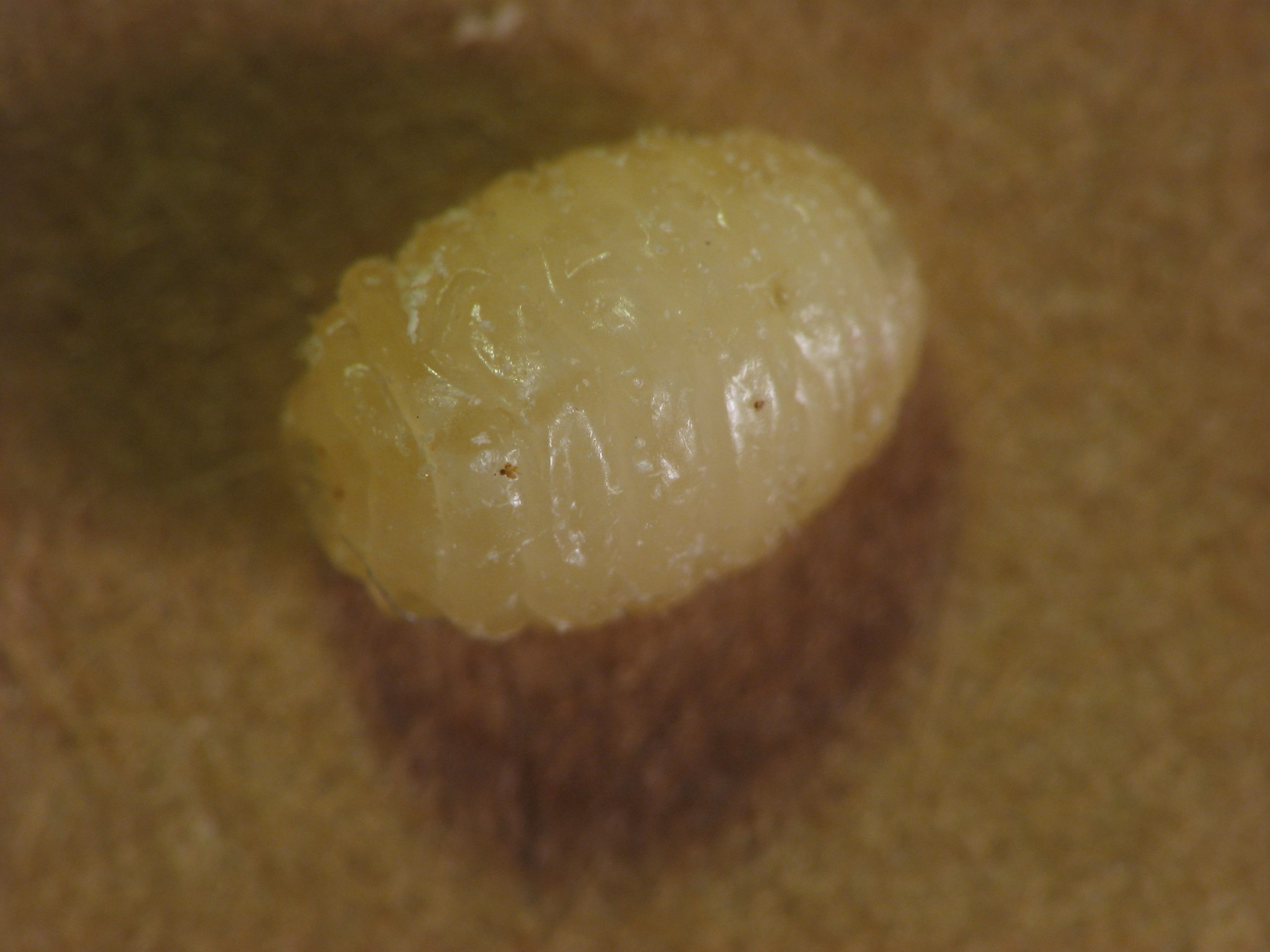 larva