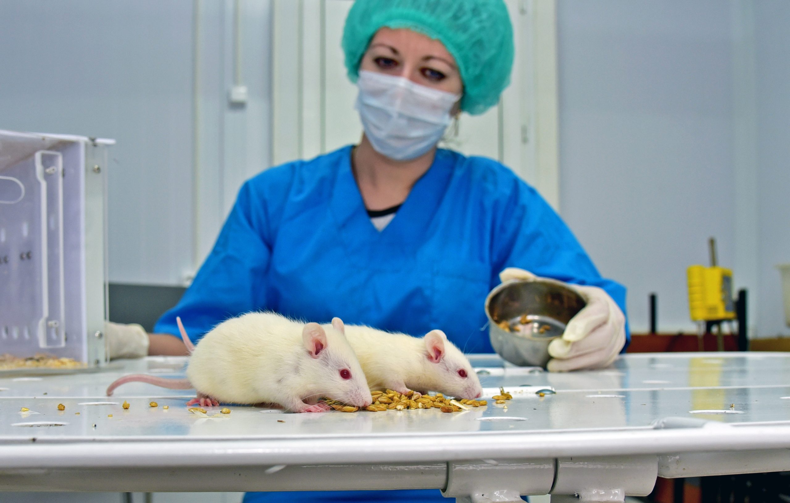 mice_in_the_laboratory