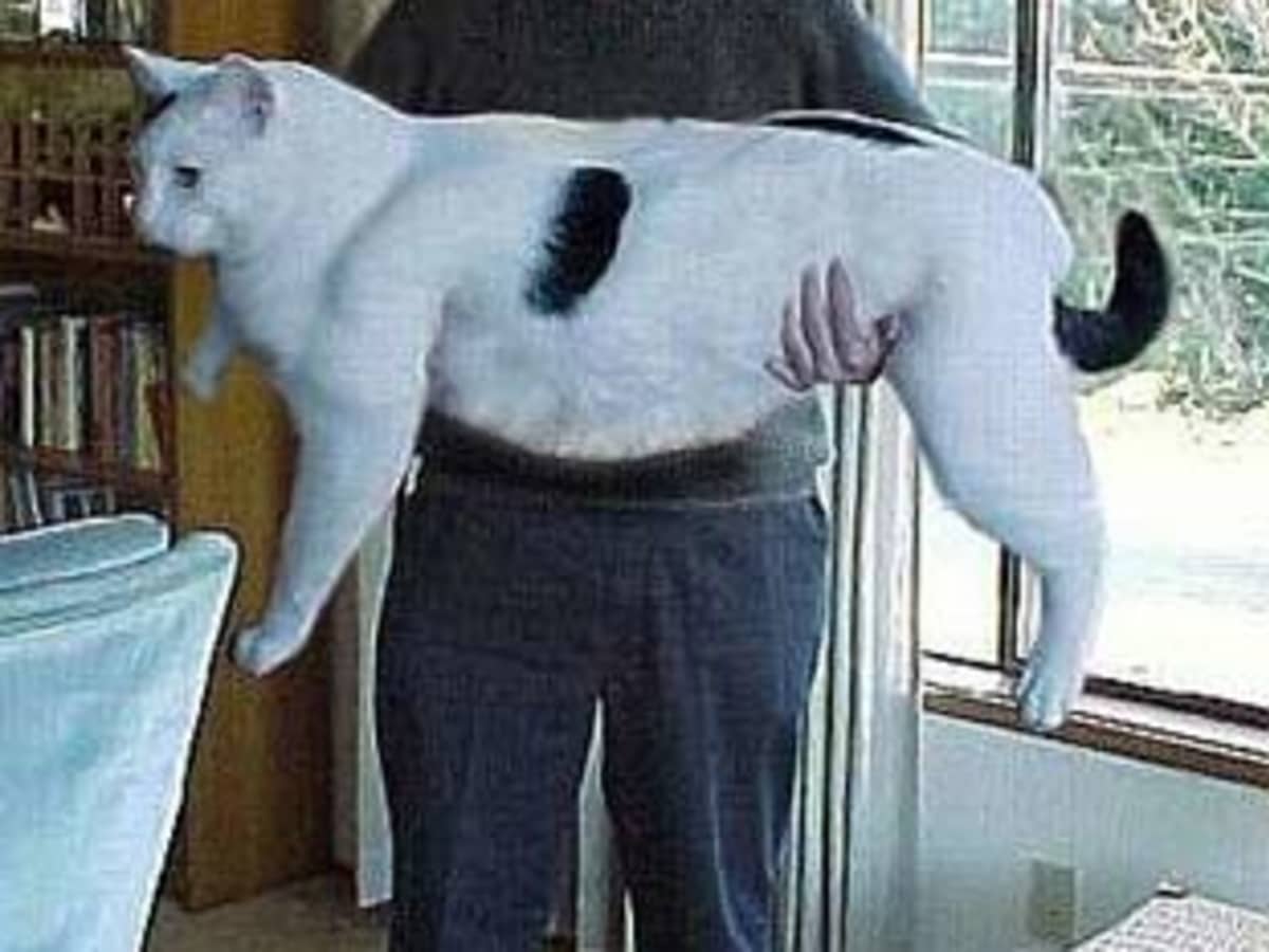 fatcats
