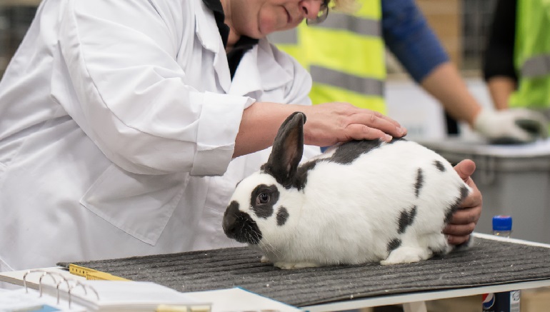 overview-of-rabbit-testing-review-1