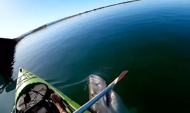 2_terrifying-moment-great-white-shark-lunges-at-aussie-kayaker-holy-sht