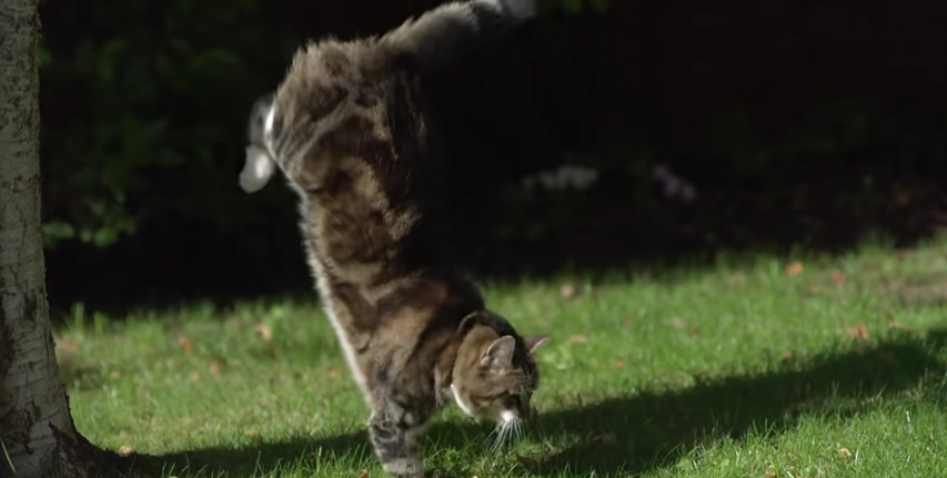 874-cat-jumping-in-slow-motion-the-slow-mo-guys-00-00-53