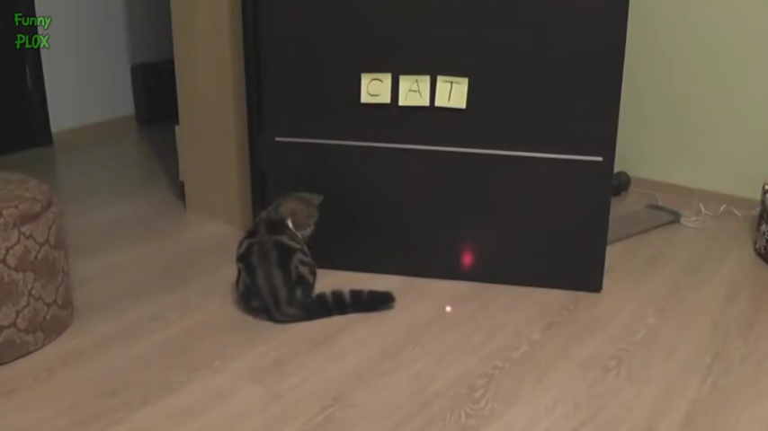 874-cats-vs-laser-pointers-compilation-00-00-45