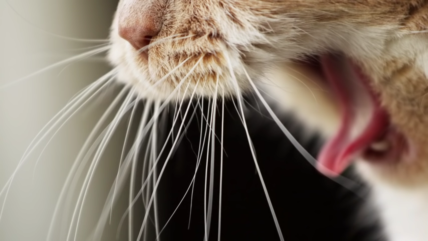 874-does-your-cat-have-hairballs-watch-this-video-00-02-11