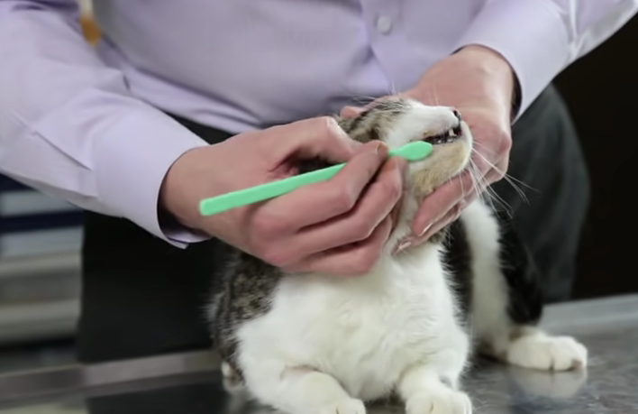 874-how-to-brush-your-cats-teeth-vet-tutorial-00-02-56