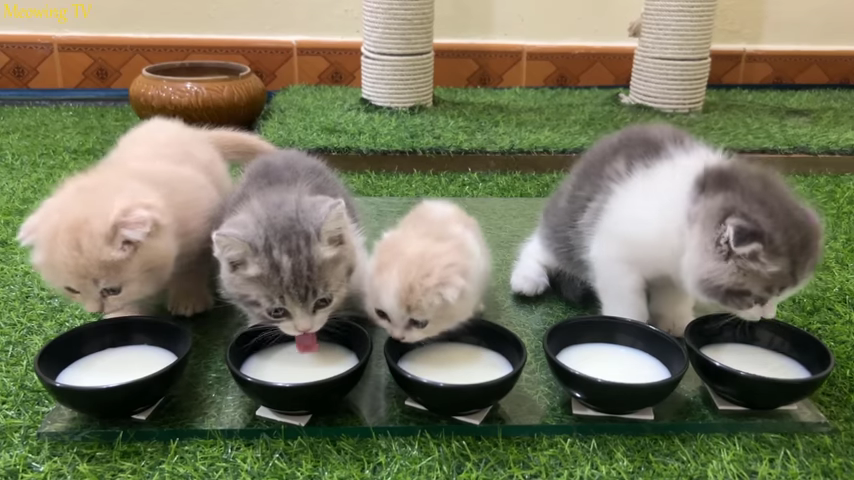 874-kitten-meal-kitten-drinking-milk-00-00-47