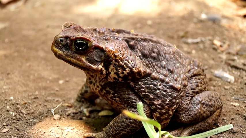 887-australias-most-destructive-creature-00-12-45
