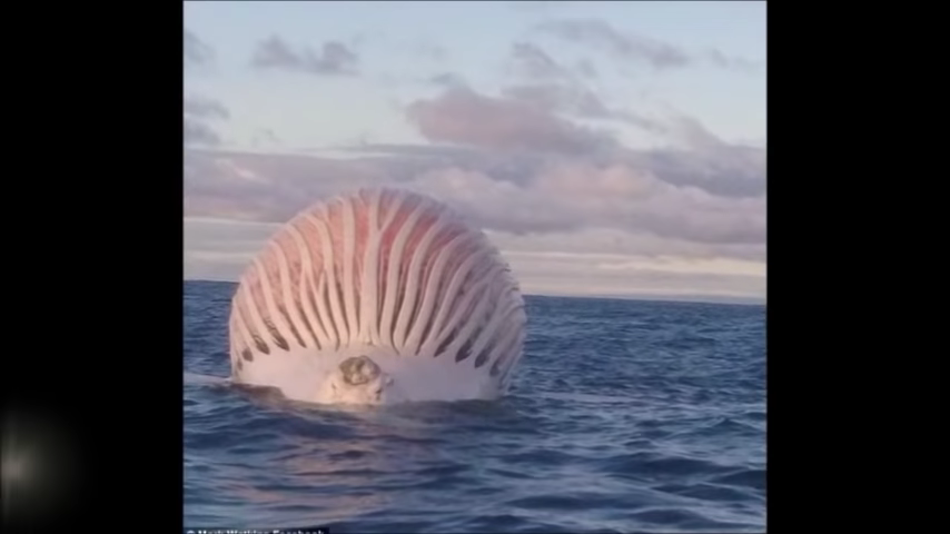 887-confused-fishermen-spot-alien-like-ball-floating-in-the-middle-of-the-ocean-00-00-11