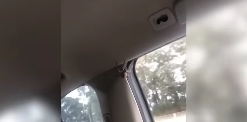 887-family-scream-in-terror-as-huge-spider-crawls-inside-their-car-00-00-16