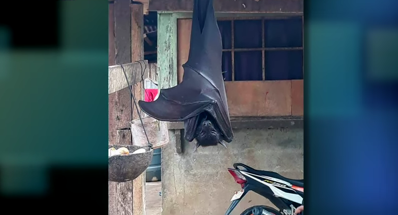 887-giant-human-sized-bat-photo-real-or-fake-00-00-45