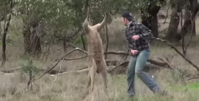 887-guy-punches-kangaroo-to-save-mans-best-friend-00-00-39