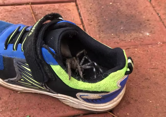 887-large-spider-emerges-from-shoe-in-australia-viralhog-00-00-05