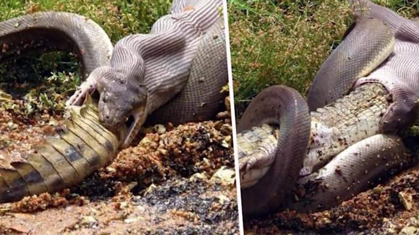 887-massive-python-swallows-crocodile-whole-00-00-01
