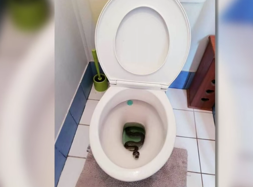 887-slithery-surprise-in-aussie-toilet-nine-news-australia-00-00-16