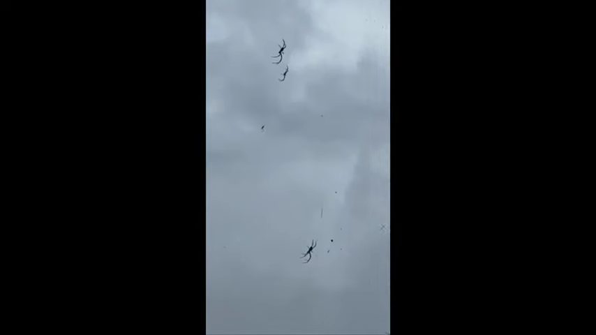 887-spiders-literally-hang-from-the-sky-in-australia-00-00-12
