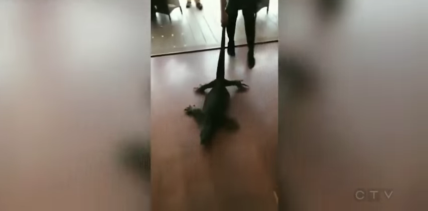 887-waitress-drags-a-giant-lizard-out-of-an-australian-cafe-your-morning-00-00-09