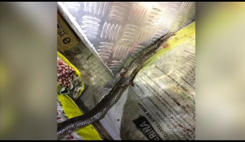 888-australian-driver-escapes-speeding-fine-after-being-attacked-by-deadly-snake-7news-00-00-25