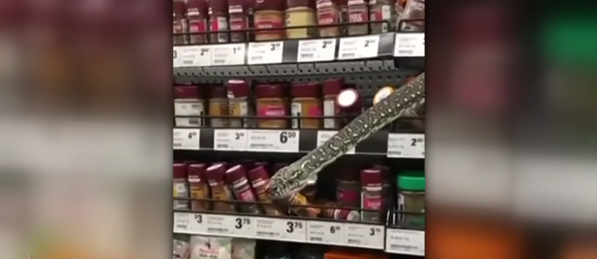 888-snake-spotted-in-spice-aisle-at-aussie-supermarket-wrangled-by-shopper-sunrise-00-01-24