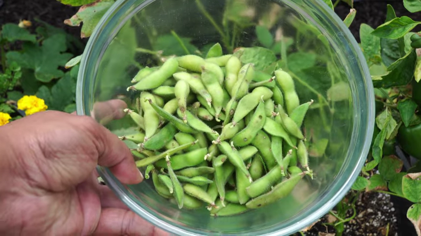 933-how-to-grow-soybeans-or-edamame-soya-bean-farming-growing-tips-recipe-00-00-01