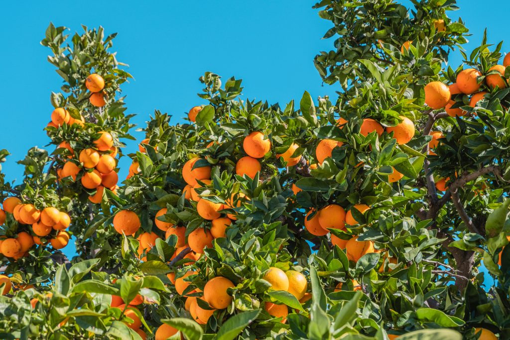citrus