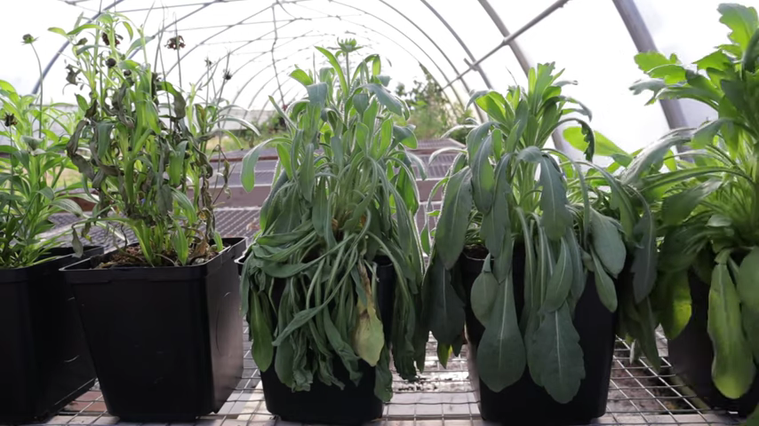 rescue-a-damaged-wilting-plant-from-the-bargain-rack-0-47-screenshot